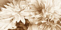 Image Not Available